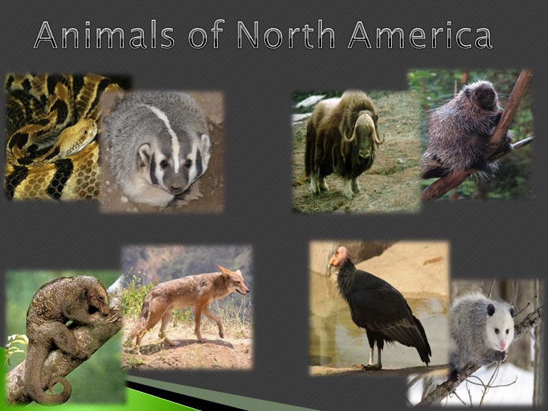 Animals of North America